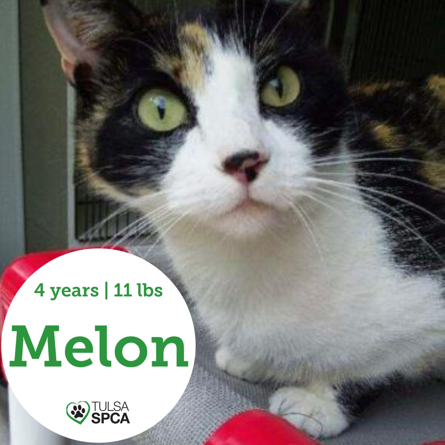 Melon